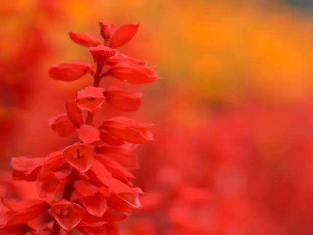 On the left side of this image I can see a stem along with the red color flowers. The background is...
