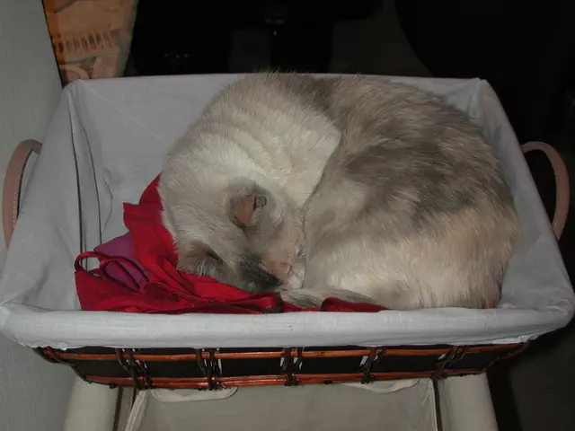 Here in this picture we can see a cat laying in a basket which is present over there.