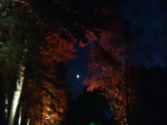 Here we can see trees and a moon in the sky.