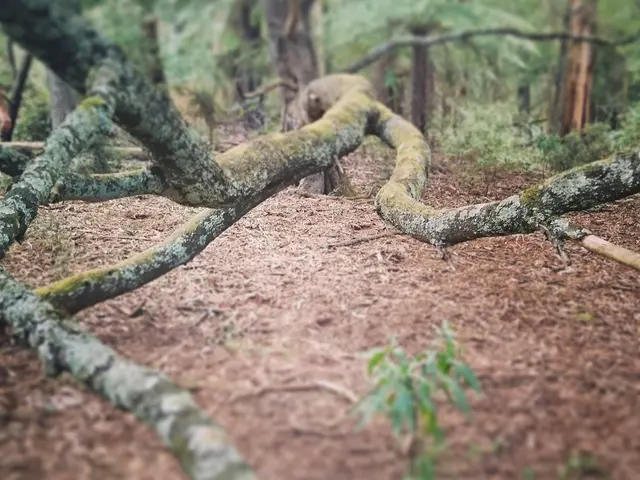 In the foreground of the image there are tree branches. In the background of the image there are...