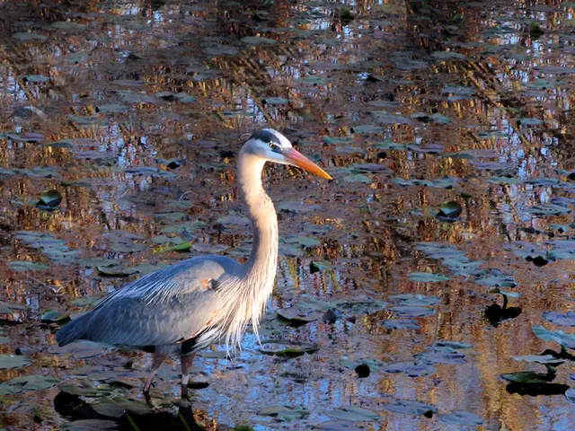 This picture shows a crane in the water and we see leaves.
