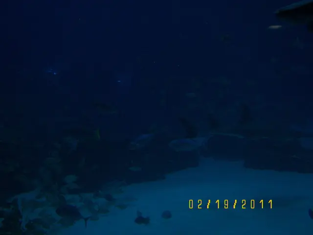 In this image, we can see plants and fish in the water. At the bottom, there is some text.