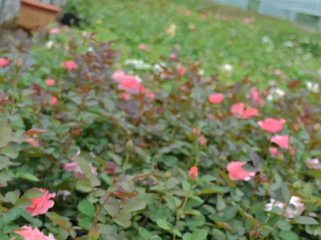 It is a flower garden there are beautiful pink and white roses to the plants.
