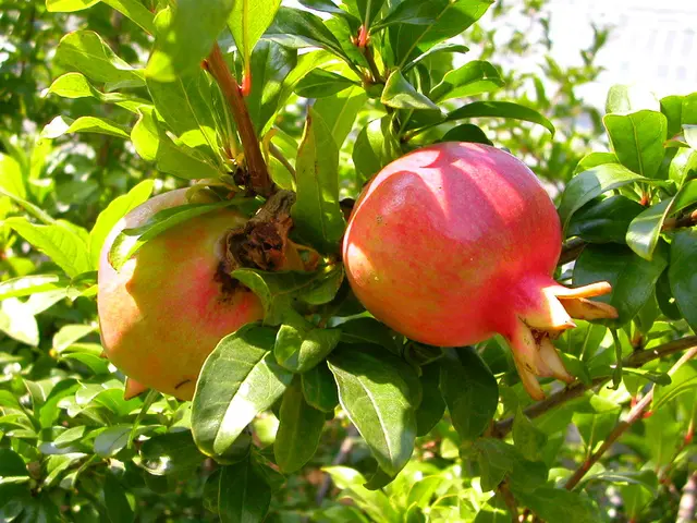 There are two pomegranates on the stem. In the background there are leaves.