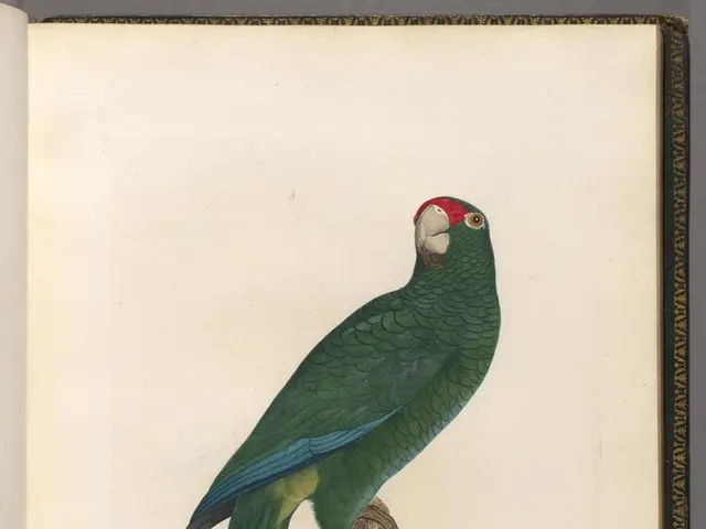 In this picture there is a book on the table. In the page we can see parrot which is standing on...