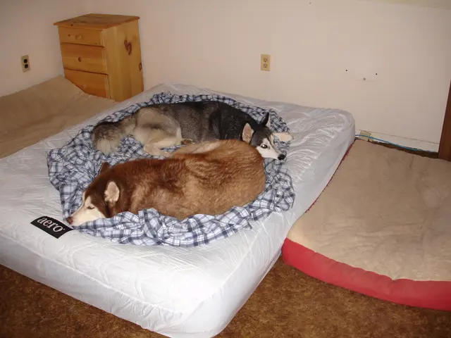 Here we can see two dogs lying on a cloth on a bed on a floor and there are two other small beds....