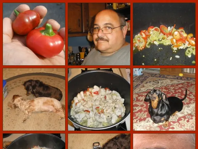 It is a collage picture. In the image we can see some dogs and bowl, food and a person and there...