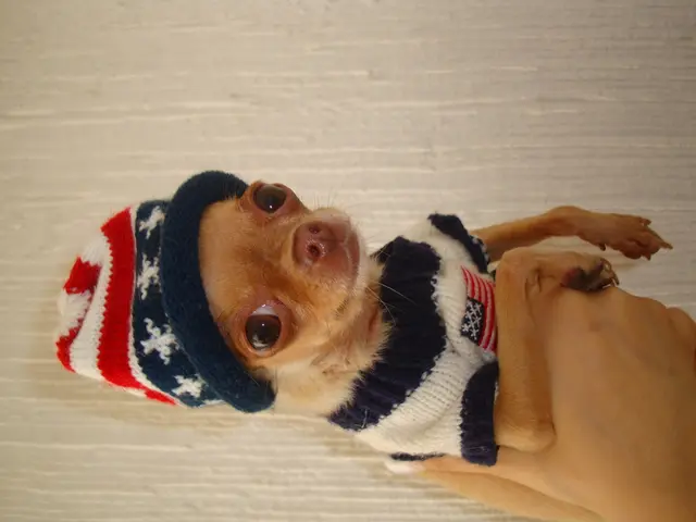 In the image we can see there is a dog lying on the ground and wearing woolen sweater and cap.