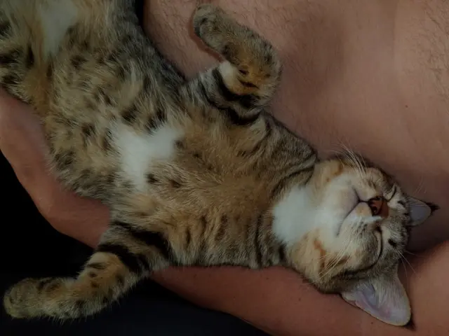 In this image there is a cat on a person's body.