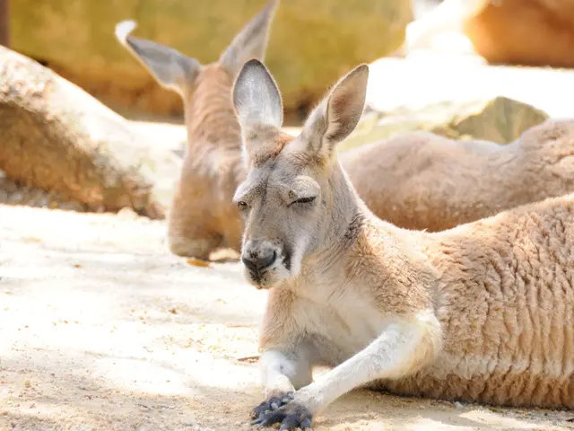 In the picture I can see few deer sitting on a sand ground and there are some other objects in the...