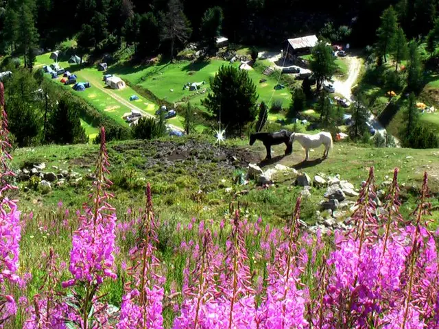 In this picture I can observe two horses which are in black and white colors. I can observe some...