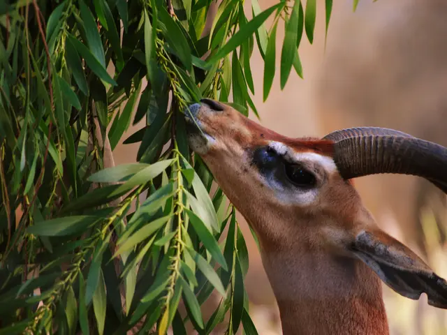 In this picture, we see the impala is grazing the leaves. On the left side, we see the trees. In...