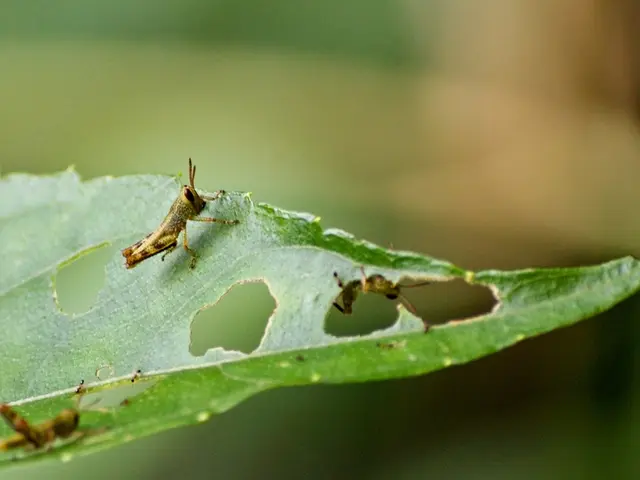 In this image we can see some insects on the leaf and the background is blurred.