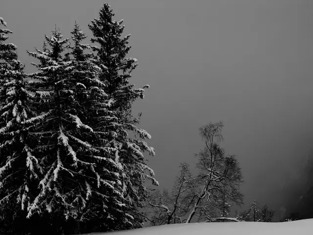 This is a black and white picture. On the ground there is snow. On the trees there is snow. In the...