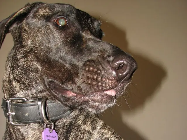 In the center of the image there is a dog. At the background of the image there is wall.