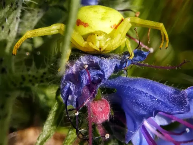 In this image there is an insect on the flower.