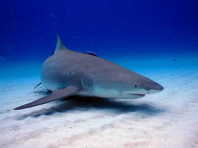 In this picture there is a dolphin in the center of the image, in the water.