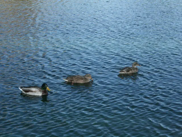 This picture is clicked outside the city. In the foreground we can see the ducks in the water body...