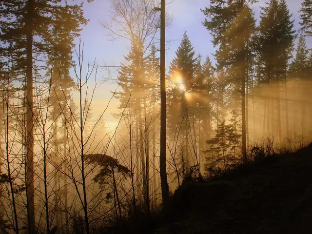 In this image there are few plants and trees on the land. Background there is sky having sun.