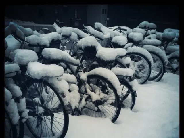 Here in this picture we can see number of bicycles present on the ground, which is fully covered...