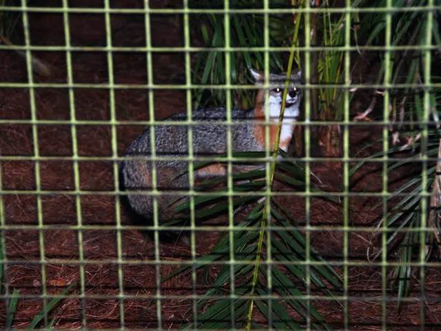 In this image, I can see an animal and there are plants. In front of the animal, I can see the...