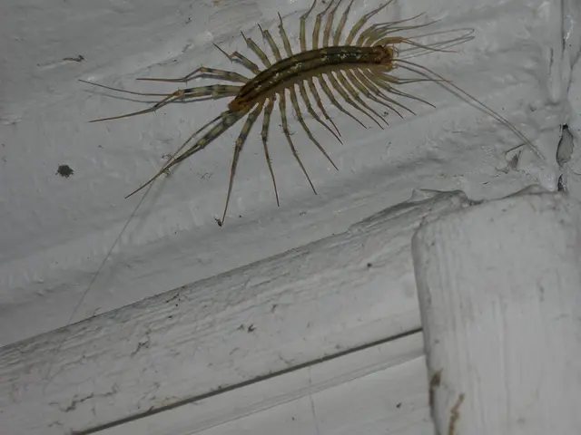 In this image there is a insect on a wall.