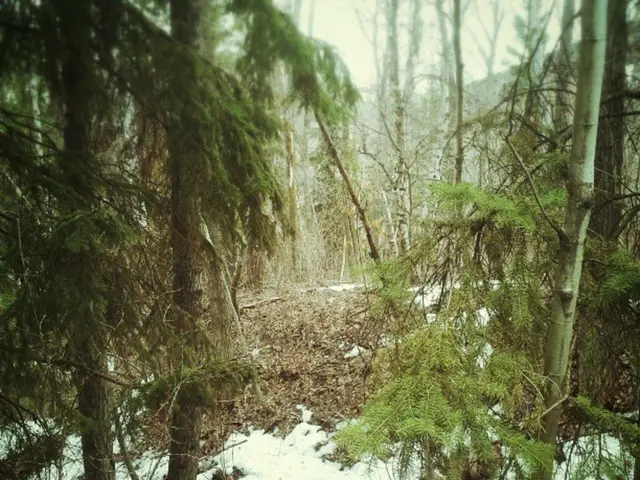 This picture might be taken in a forest, in this picture there are a group of trees and at the...