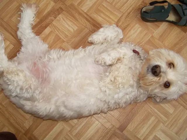 In this image there is a dog on a floor, in the top right there is a slipper.