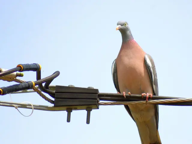 In this picture I can see a stock dove on the metal wire and I can see a cloudy sky.