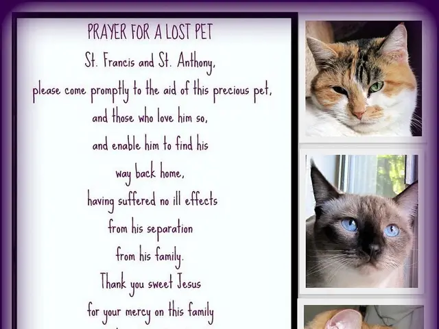 In this picture, we can see a poster with some text, and images of cats.