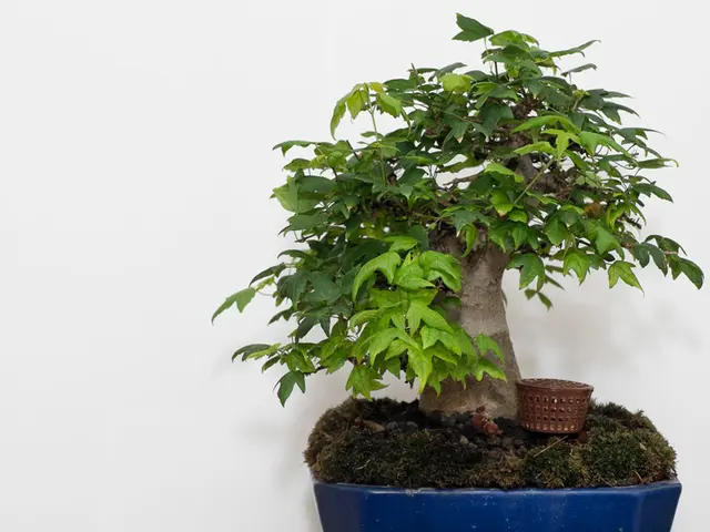 In this image we can see a pot with a bonsai plant. And the pot is on a stand. Near to the plant...