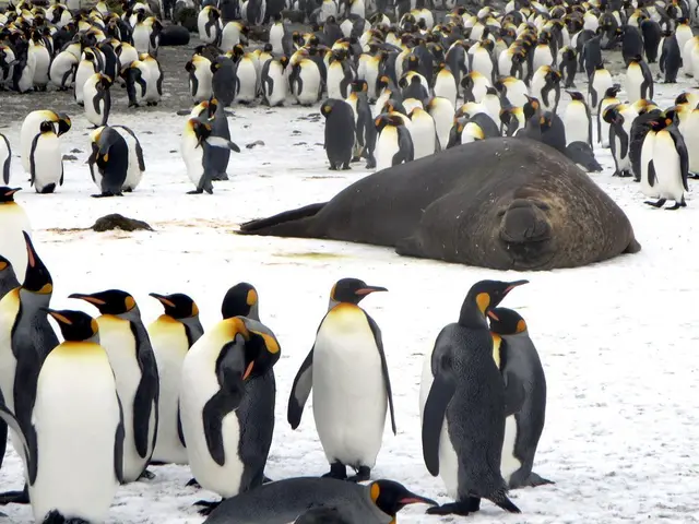 In this picture we can see a group of penguins and a seal on the ground.