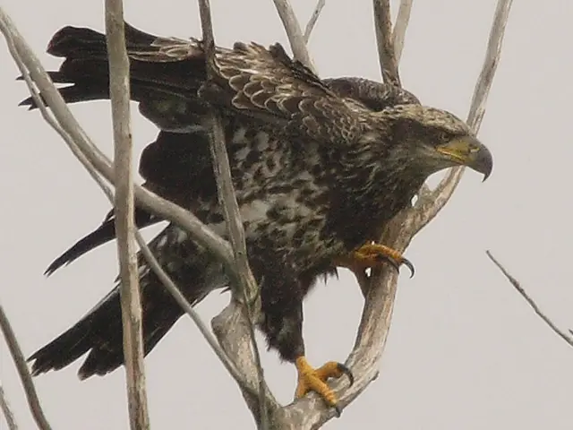 In the center of the picture there is an eagle, on the branches of a tree. Sky is cloudy.