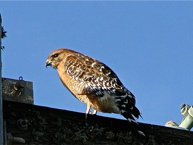 This image is taken outdoors. At the top of the image there is a sky. At the bottom of the image...