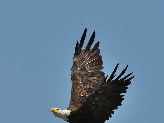 In this picture, we see an eagle flying in the sky. It has a yellow color beak. In the background,...