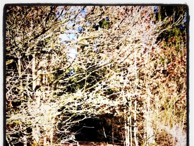 This is an edited picture of a forest where we can see trees, path and the sky.