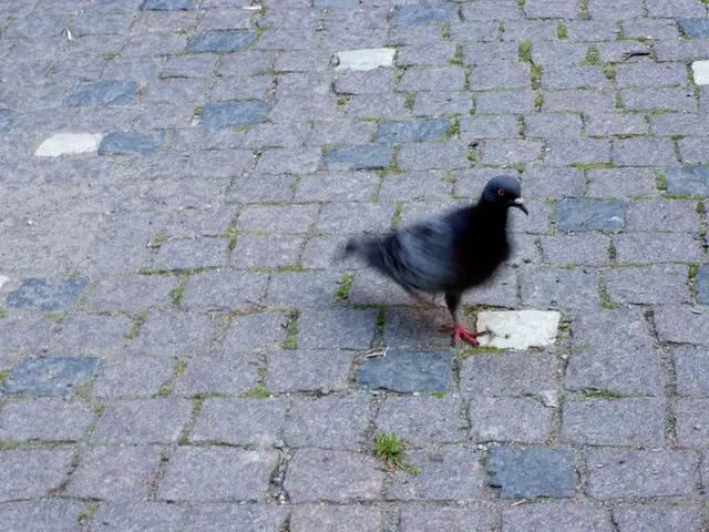 In this image in the center there is one pigeon, at the bottom there is a walkway.