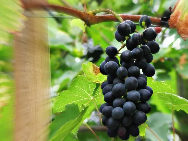 In this image there is a plant of grapes as we can see in middle of this image. There are black...