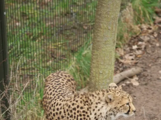 As we can see in the image there are plants, fence, chita and tree stem.