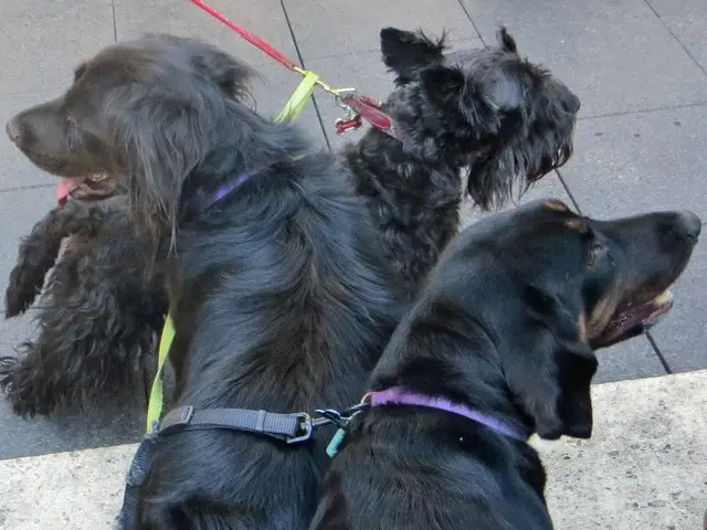 In this image there are three black dogś with leashes.