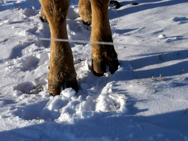 In this image we can see the animal legs and in the background we can see the snow.
