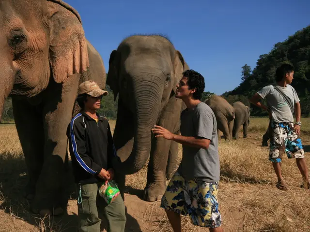 In this given picture, there are elephants and some people standing here. In the background, there...