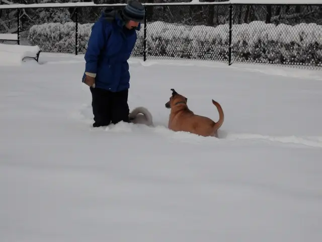This image consists of a person wearing a blue jacket and a cap. And we can see two dogs in this...