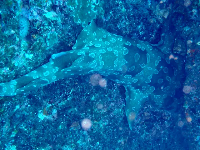The image shows a nurse shark swimming in the ocean near a coral reef. The shark is surrounded by a...