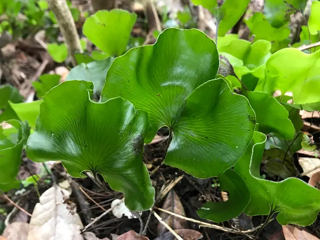 The image shows a close up of a ginkgo biloba plant in the woods, with its bright green leaves and...