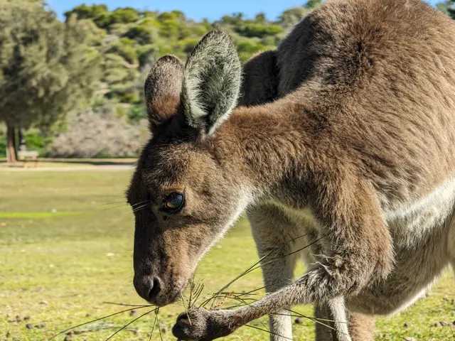 The image shows a kangaroo standing on top of a lush green field, eating grass. In the background,...