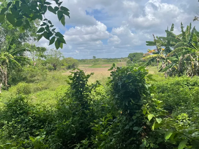 The image shows a lush green field with trees and bushes in the foreground, and in the background...