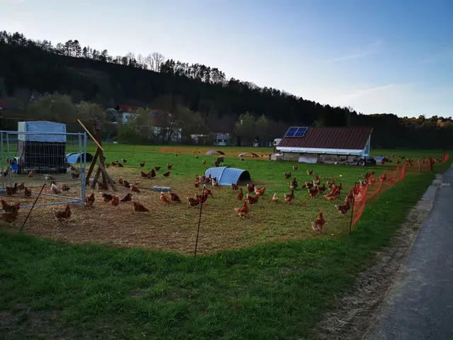 The image shows a group of chickens in a field next to a road, surrounded by grass, mesh fencing,...