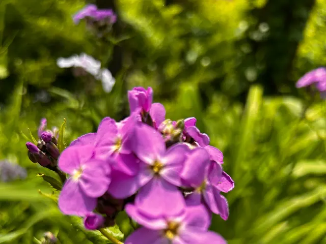 The image shows a close up of some purple damask violet flowers in a garden surrounded by lush...