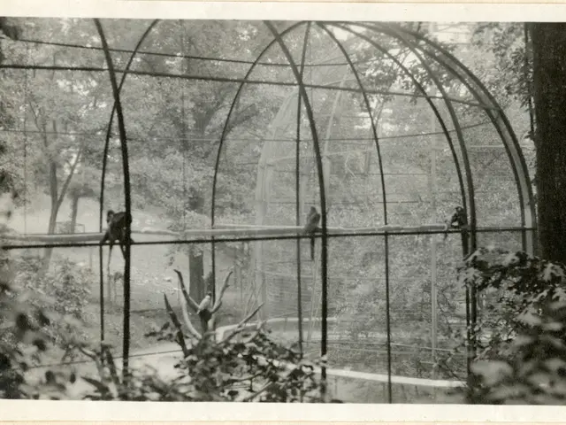 The image shows a black and white photo of a zoo enclosure with a few trees in the background and a...